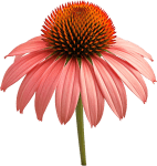 Echinacea